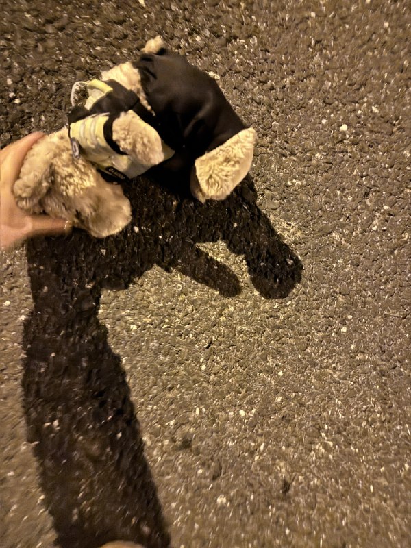 哪个粗心的没发现上班搭子丢了🧸哪个粗心的没发现上班搭子丢了🧸