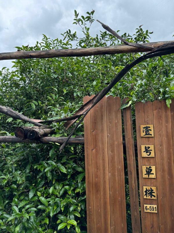 在冰岛茶园喝冰岛茶🍵美滋滋了⛰️溯源真的是一件有意思的事情在冰岛茶园喝冰岛茶🍵美滋滋了⛰️溯源真的是一件有意思的事情