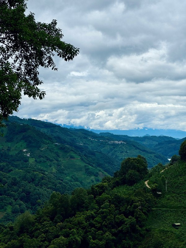 在冰岛茶园喝冰岛茶🍵美滋滋了⛰️溯源真的是一件有意思的事情在冰岛茶园喝冰岛茶🍵美滋滋了⛰️溯源真的是一件有意思的事情