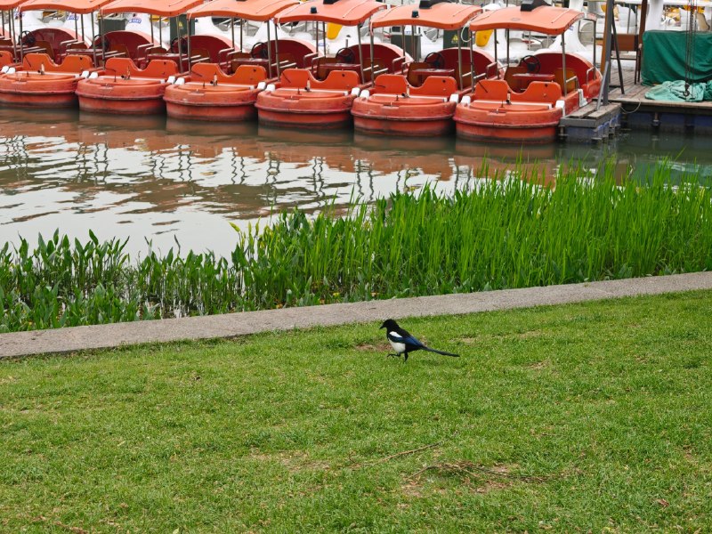 表达欲匮乏怎么办同行人说 不是要当博主嘛 怎么不拍脑子里都是 这些人人都看过啊 不是什么奇珍异宝不过确实唯有看到公园里的鸟儿时 有了举起镜头记录的欲望表达欲匮乏怎么办同行人说 不是要当博主嘛 怎么不拍脑子里都是 这些人人都看过啊 不是什么奇珍异宝不过确实唯有看到公园里的鸟儿时 有了举起镜头记录的欲望