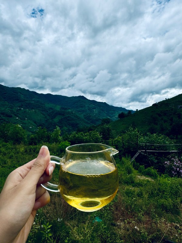 在冰岛茶园喝冰岛茶🍵美滋滋了⛰️溯源真的是一件有意思的事情在冰岛茶园喝冰岛茶🍵美滋滋了⛰️溯源真的是一件有意思的事情