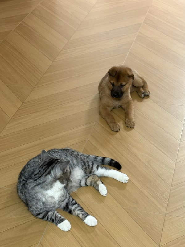 我是冬月，东北人定居河北保定，单亲带娃十年，白羊座，INFJ