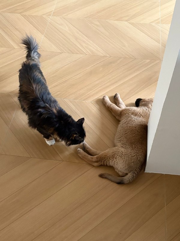 我是冬月，东北人定居河北保定，单亲带娃十年，白羊座，INFJ