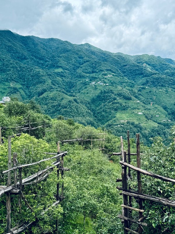 在冰岛茶园喝冰岛茶🍵美滋滋了⛰️溯源真的是一件有意思的事情在冰岛茶园喝冰岛茶🍵美滋滋了⛰️溯源真的是一件有意思的事情