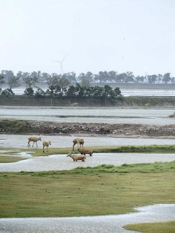 冒着台风专程奔袭，景区关闭，开着车在周围转来转去，终于看到了野鹿🦌 旅行的目的地是什么并不重要，重要的是过程和体验冒着台风专程奔袭，景区关闭，开着车在周围转来转去，终于看到了野鹿🦌 旅行的目的地是什么并不重要，重要的是过程和体验