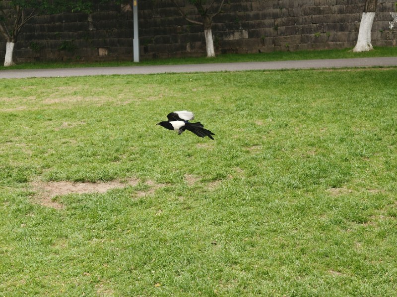 表达欲匮乏怎么办同行人说 不是要当博主嘛 怎么不拍脑子里都是 这些人人都看过啊 不是什么奇珍异宝不过确实唯有看到公园里的鸟儿时 有了举起镜头记录的欲望表达欲匮乏怎么办同行人说 不是要当博主嘛 怎么不拍脑子里都是 这些人人都看过啊 不是什么奇珍异宝不过确实唯有看到公园里的鸟儿时 有了举起镜头记录的欲望