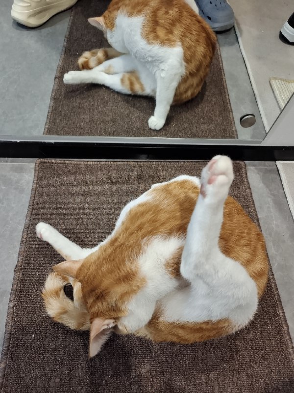 节后第一天的上班真是难受加倍😭下了班有种潜水憋了一天气突然浮出水面的感觉但是也没有特别解脱一想到还要再上一周班身体就很沉很重到家之后要摸小猫20分钟才能恢复一点点元气🥺歇一歇搞完主业，开始搞副业😫节后第一天的上班真是难受加倍😭下了班有种潜水憋了一天气突然浮出水面的感觉但是也没有特别解脱一想到还要再上一周班身体就很沉很重到家之后要摸小猫20分钟才能恢复一点点元气🥺歇一歇搞完主业，开始搞副业😫