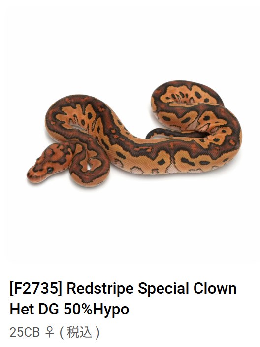 半夜发现自己中了9600彩票五分钟后下单了一条11000的蛇🥶半夜发现自己中了9600彩票五分钟后下单了一条11000的蛇🥶