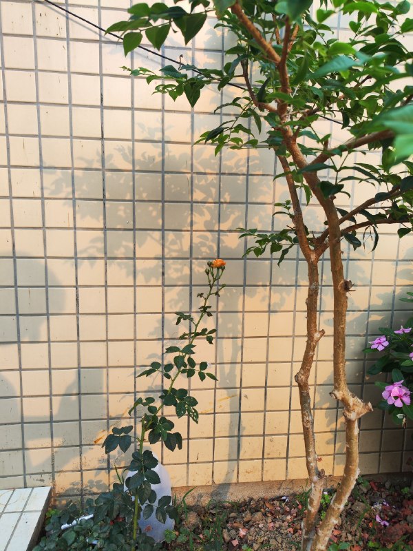 自由职业是个很难抵达的理想状态，会因为不稳定而焦虑，会因为得不到正反馈甚至没反馈而低落，会因为孤单而孤独