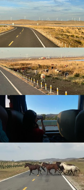 是谁在狂奔的京藏高速上写方案窗外是牛，马窗内是牛马是谁在狂奔的京藏高速上写方案窗外是牛，马窗内是牛马