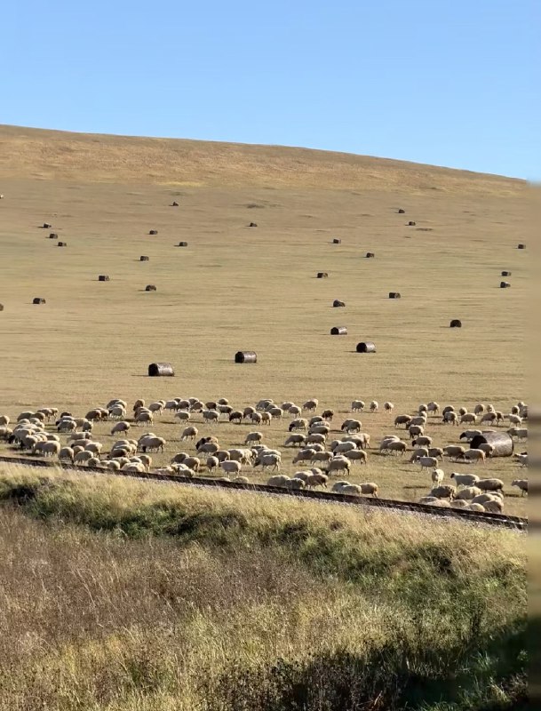 是谁在狂奔的京藏高速上写方案窗外是牛，马窗内是牛马是谁在狂奔的京藏高速上写方案窗外是牛，马窗内是牛马