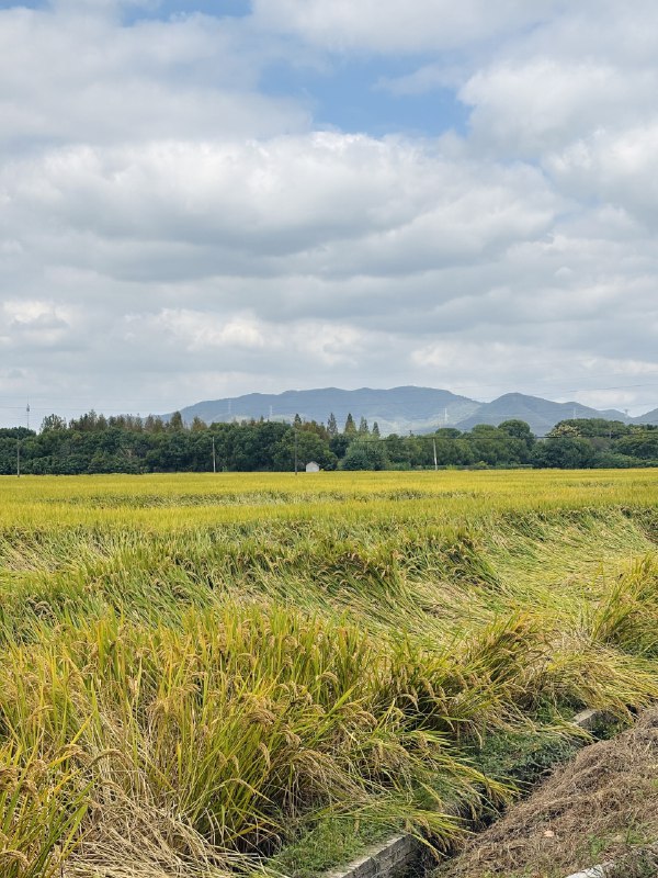 自由职业之后，陆陆续续待过5个社区，安吉DNA，杭州Q·space、黄山NCC、上海DNC、杭州青山村，每一个社区的体验都很好，以至于我完全放弃了旅游