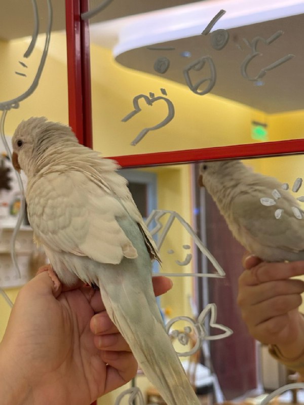 闭关结束打个小总结/·完成3天高强度的srt初阶课程的学习 身体巨累 给自己清理了巨多的内容 最近睡眠直接得到改善 震惊！· 完成了占星实战课首次作为咨询师的体验 完成就是完美🥹 最近会找时间制作我的占星咨询海报（公益版）· 完成了第一个生命之花的OH卡个案 深刻的一场共修· 请自己看了电影 吃了火锅 补很多觉 去新开的鸟咖玩耍 买了很多东西 生活层面美美享受闭关结束打个小总结/·完成3天高强度的srt初阶课程的学习 身体巨累 给自己清理了巨多的内容 最近睡眠直接得到改善 震惊！· 完成了占星实战课首次作为咨询师的体验 完成就是完美🥹 最近会找时间制作我的占星咨询海报（公益版）· 完成了第一个生命之花的OH卡个案 深刻的一场共修· 请自己看了电影 吃了火锅 补很多觉 去新开的鸟咖玩耍 买了很多东西 生活层面美美享受