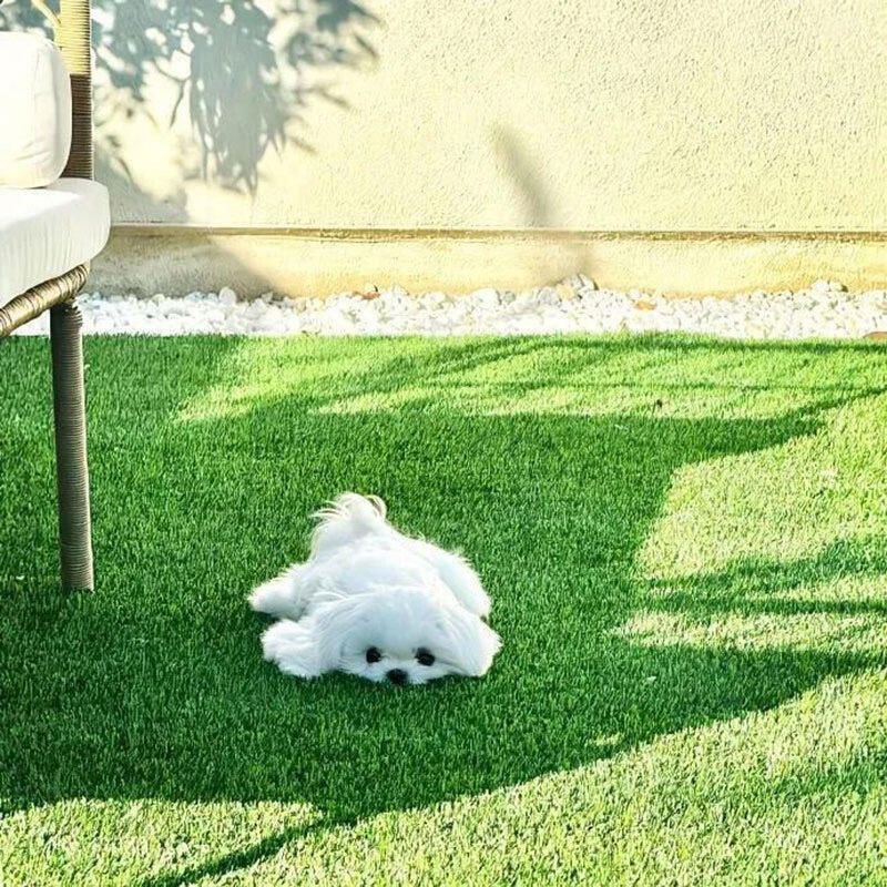 🌳𝑮𝒓𝒐𝒘𝒕𝒉 𝒑𝒐𝒔𝒕: 最近对「自由」有新理解：它是不必束缚在，没有发展空间的环境中，强制和不认可，不欣赏你的人相处，是想跳出就跳出；它是能静下心，思考一周的食谱，认真选菜，享受做饭，快乐光盘，是好好喂饱自己的身体；它是有 100% 的时间，陪伴和照顾家里毛孩子，愧疚占比远小于爱，是充分相互治愈和陪伴；它是不需要请假斟酌，就能奔赴的行程，也不需要特种兵，是一切都抛之脑后，只管享受当下的洒脱；它是崩溃郁结时，无罪恶感的停摆——我的身体出了问题，要先修好它，而不是无视它不是大声宣告