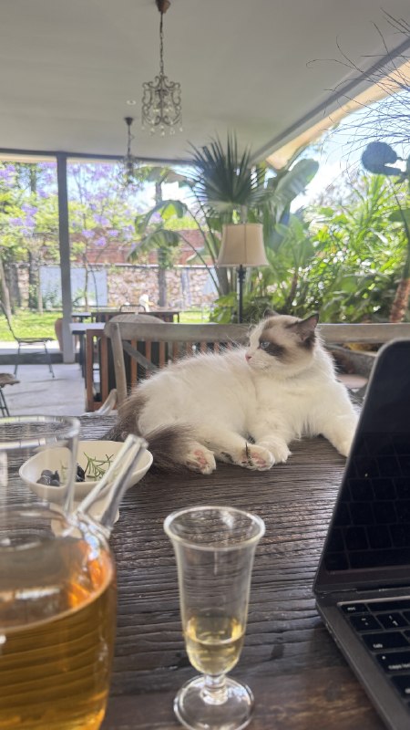 今天🈶猫猫陪我办公🫶🫶